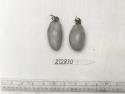 Click for 1 image(s) for this accession. FRUIT